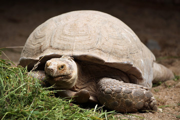 Obraz premium African spurred tortoise (Centrochelys sulcata).