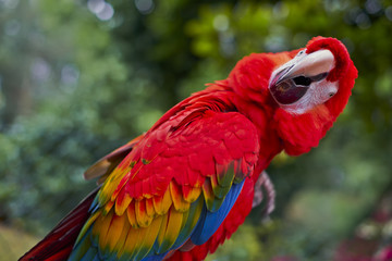 Scarlet macaw ( ara macao) © Ana Tramont