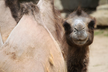 Domestic Bactrian camel (Camelus bactrianus).