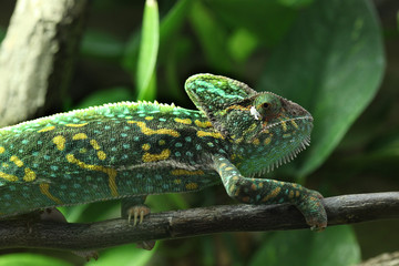 Veiled chameleon (Chamaeleo calyptratus). © Vladimir Wrangel