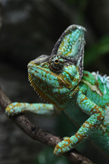 Veiled chameleon (Chamaeleo calyptratus).