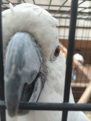 オオバタン オウム
