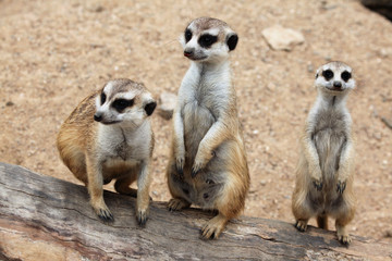 Meerkat (Suricata suricatta), also known as the suricate.
