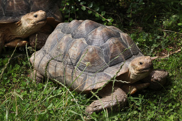 African spurred tortoise (Centrochelys sulcata).