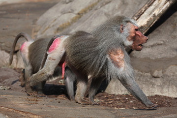 Hamadryas baboon (Papio hamadryas).