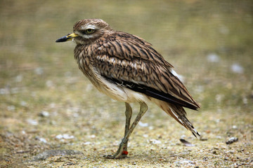 Eurasian stone curlew (Burhinus oedicnemus).