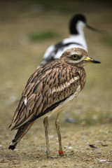 Eurasian stone curlew (Burhinus oedicnemus).