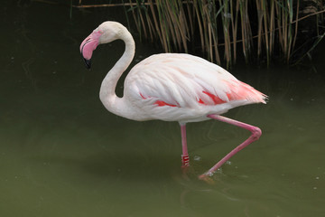 Greater Flamingo (Phoenicopterus roseus).