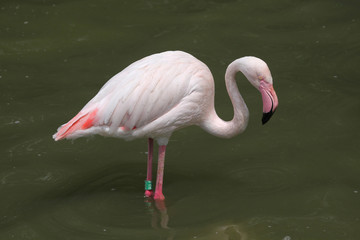 Greater Flamingo (Phoenicopterus roseus).