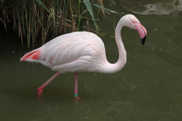 Greater Flamingo (Phoenicopterus roseus).