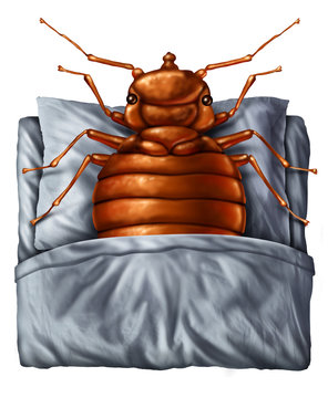 Bedbug Concept