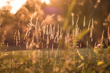 Abstract floral background. Plants in backlight