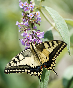 Butterfly © MAURO