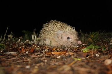 Büyükada Kirpisi (Erinaceus) 3 © mustafahkara