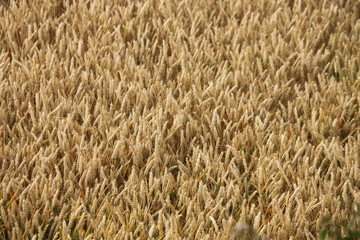 Wheat field ripening