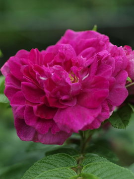 pink Bl&uuml;te Rosa rugosa 'Pierette'