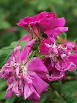 withered rosa rugosa 
