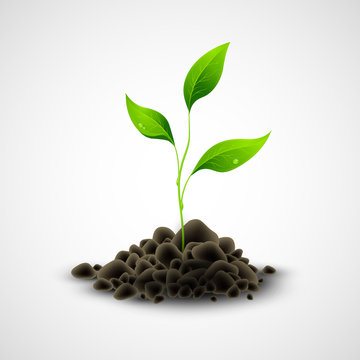 Plant Sapling Growing. Vector Illustration