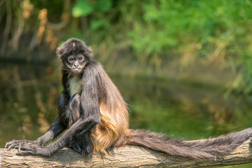 Portrait of Geoffroy's spider monkey