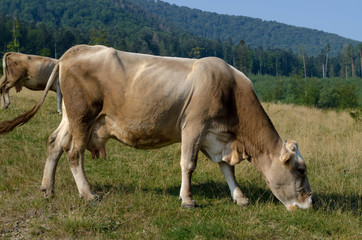 Cow on the meadow