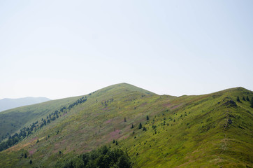 Carpathian mountains summer landscape  with green sunny hills