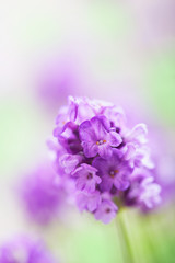 Obraz premium lavender flowers