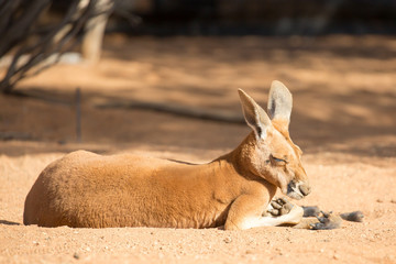 Sleepy Kangaroo