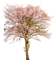 A stand alone of beautiful pind tecoma (pink trumpet)  tree on w
