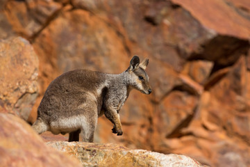 Naklejka na ściany i meble Australian Rock Wallaby