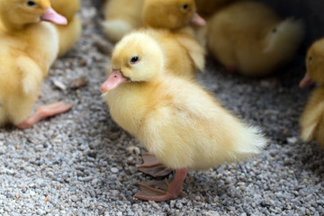Yellow ducklings