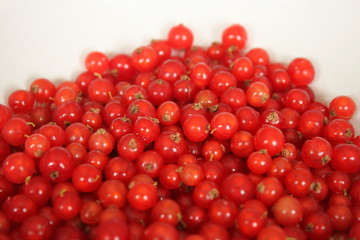 Freshly picked redcurrants