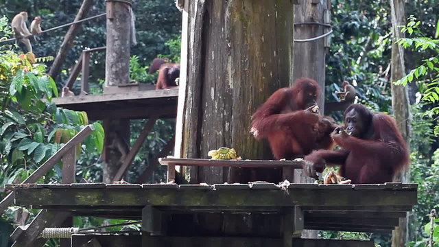 Gala dinner for the orangutan family at Sepilok Rehabilitation Centre. Sabah, Malaysia.