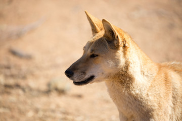 Wild Dingo