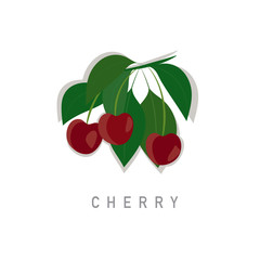 Cherry with green leaves branch.