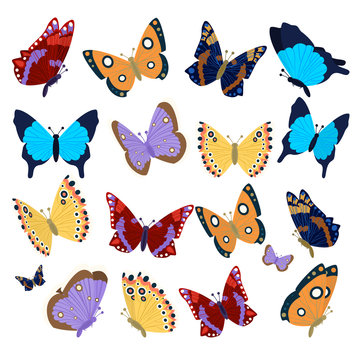Big collection of colorful butterflies