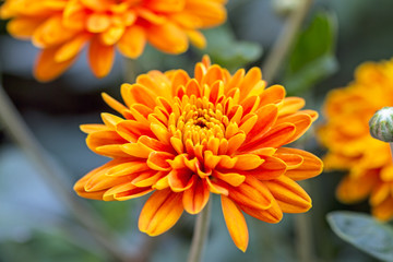 Orange chrysanthemum