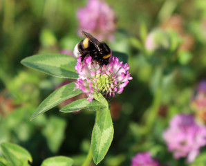 Insects on a purple flower