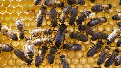 Bees inside a beehive with the queen bees in the middle