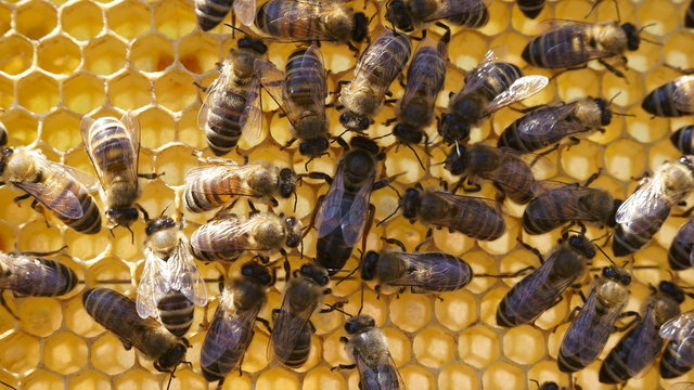 Bees inside a beehive with the queen bees in the middle
