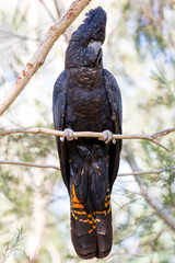 Naklejka premium Australian Red-Tailed Black Cockatoo