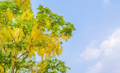 Fototapeta premium Golden Shower flower in Chiang mai Thailand
