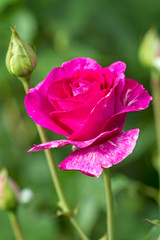 Magenta rose