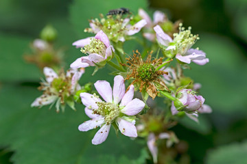 Flowers blackberry