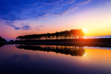 Silhouette and Reflections of row tree at sunset.