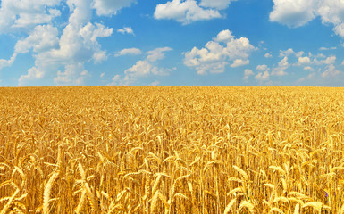 Wheat field