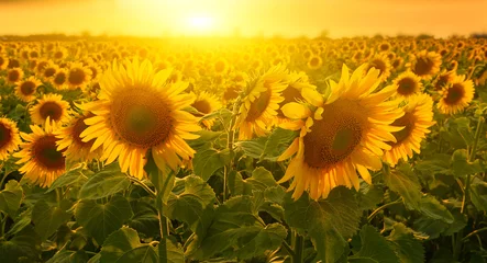 Foto op Aluminium Zonnige zonnebloemen © denis_333