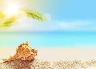 Obraz na płótnie Canvas seashell on the sandy beach and palm