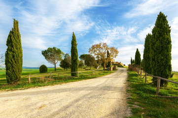 Fototapeta na wymiar Fantastically wrapped up the road from the old cypress trees on