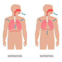 vector respiratory system anatomy, breathing human diaphragm