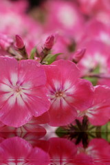 Phlox paniculata pink with water effect
